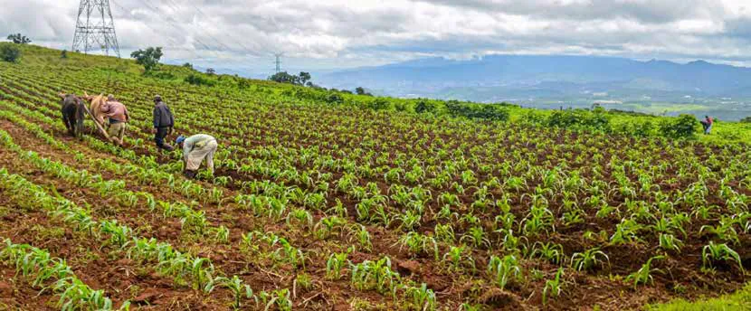 Farm workers tending crops